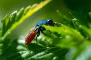 la vespa hedychrum nobile