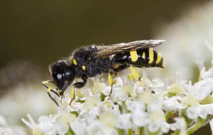 le vespe impollinano