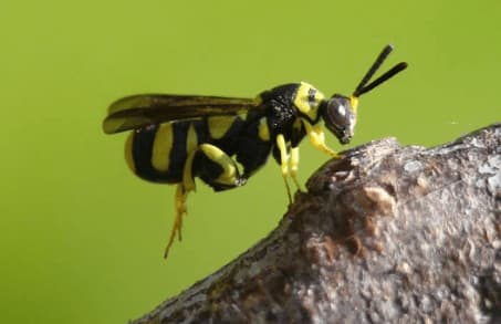 leucospis dorsigera