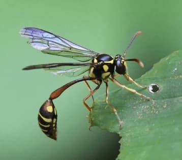 liostenogaster flavolineata