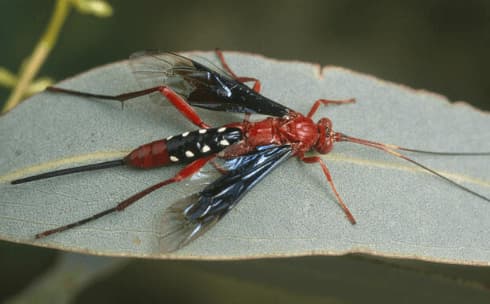 lissopimpla excelsa