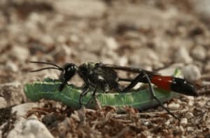 Vespa nera trascina bruco verde sulla sabbia