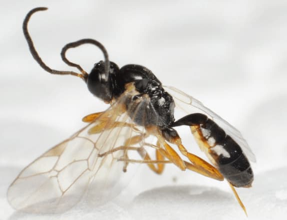 lysibia nana