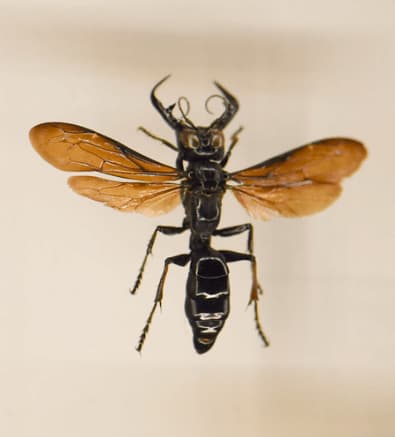 megalara garuda