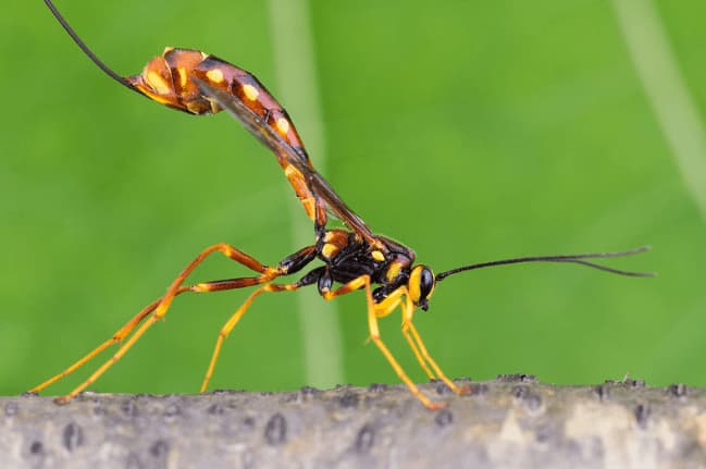 megarhyssa nortoni