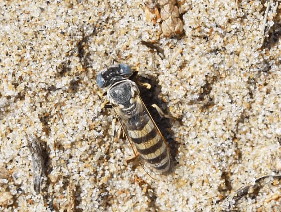 microbembex monodonta