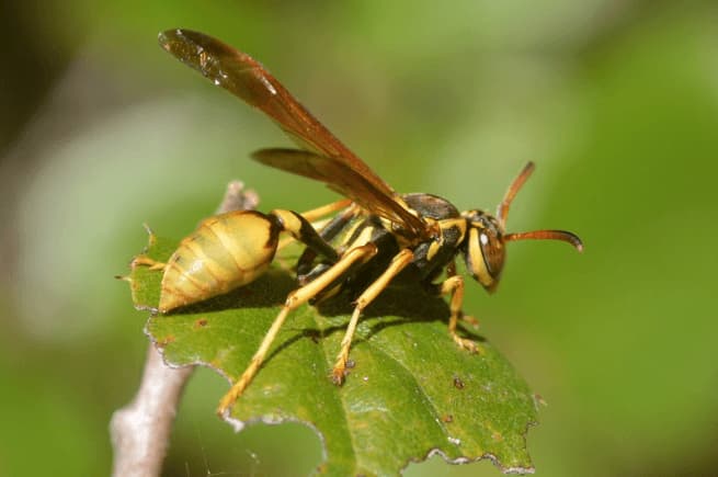 mischocyttarus flavitarsis