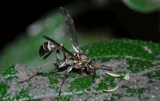 mischocyttarus mexicanus