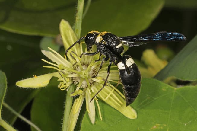 monobia quadridens