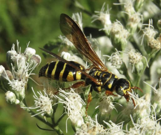 myzinum quinquecinctum