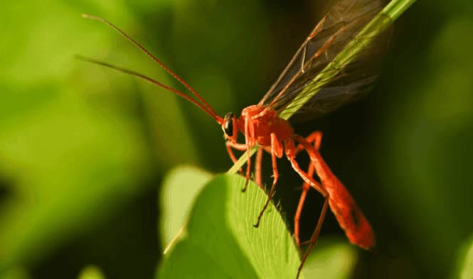 Scatto ravvicinato di un esemplare adulto di netelia testacea
