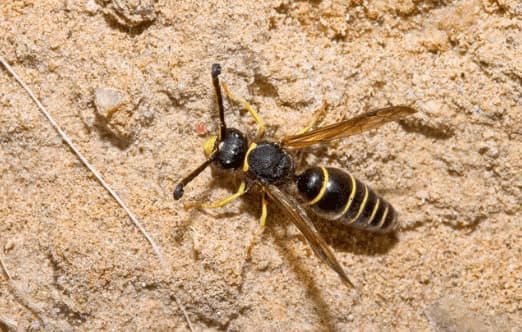 odynerus spinipes