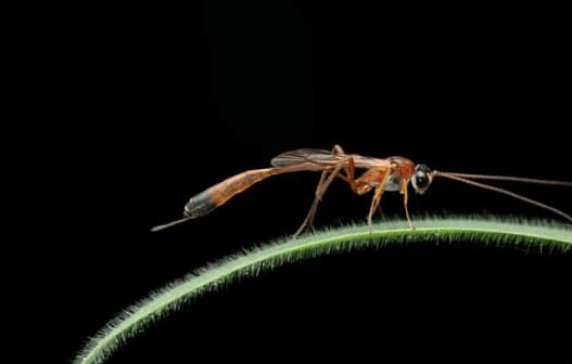 ophion luteus