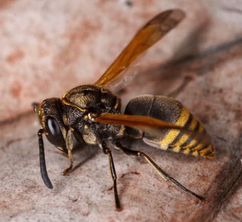 pachodynerus nasidens
