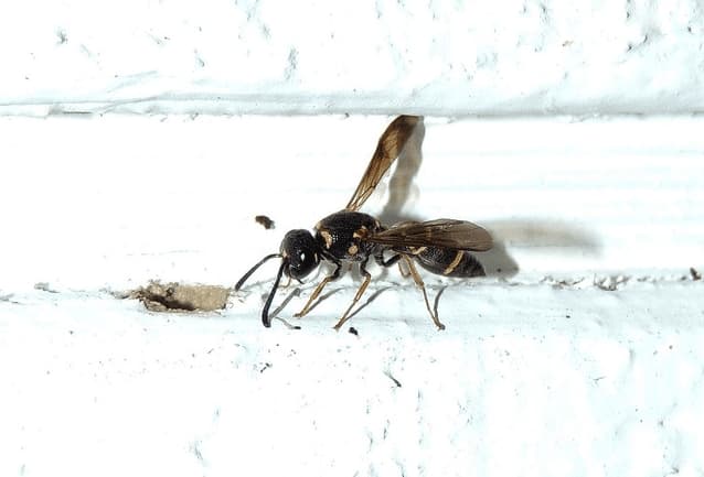 parancistrocerus fulvipes