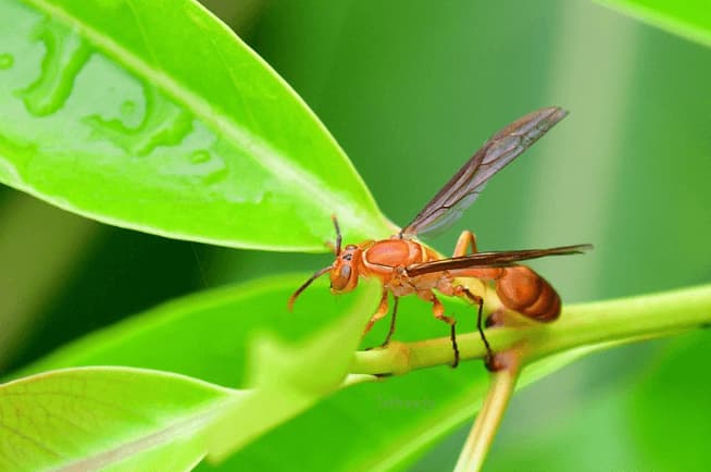 parapolybia indica