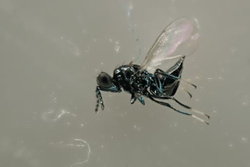 pediobius foveolatus
