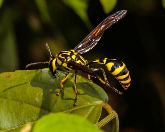 phimenes flavopictus