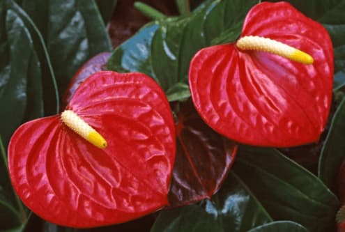 piante anti vespe