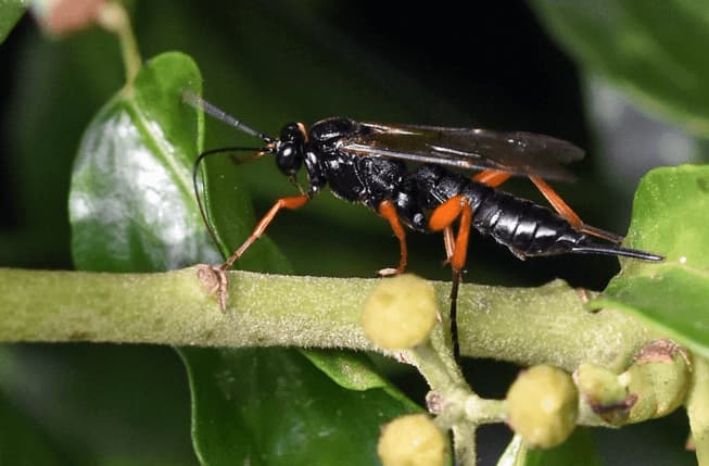 pimpla rufipes