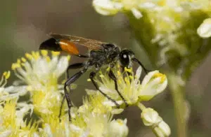 podalonia hirsuta