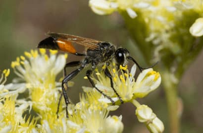 podalonia hirsuta