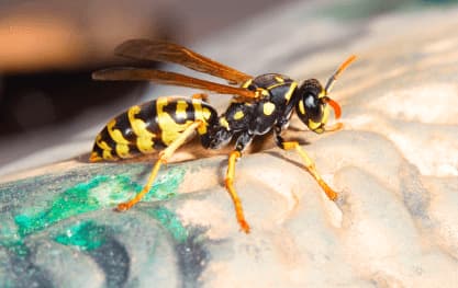 polistes gallicus