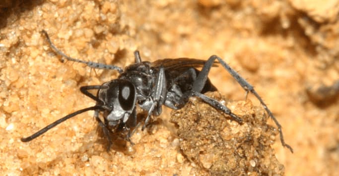 pompilus cinereus