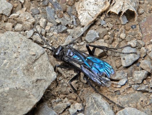 priocnemis monachus
