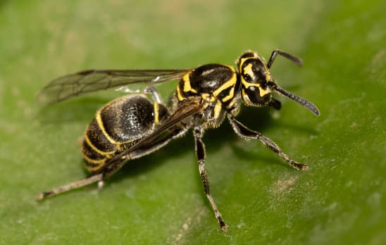 protonectarina sylveirae