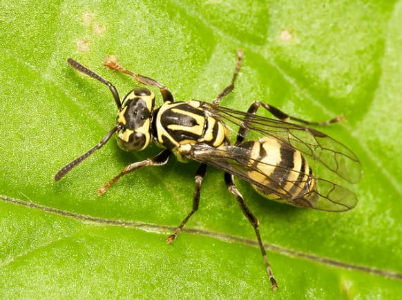 protopolybia exigua