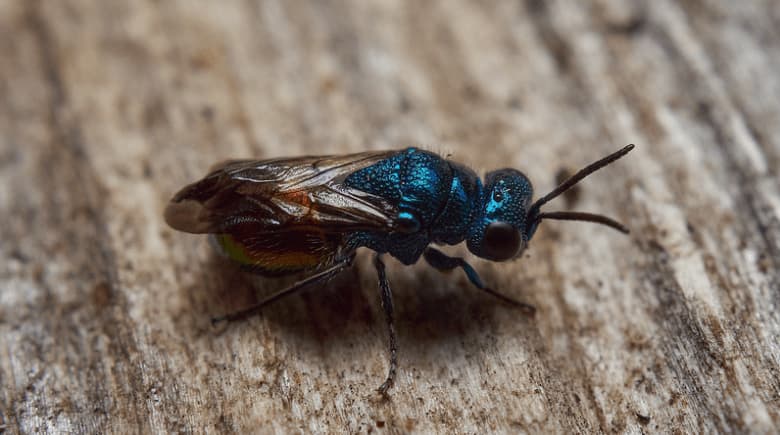 Scatto ravvicinato di un esemplare adulto di pseudomalus auratus