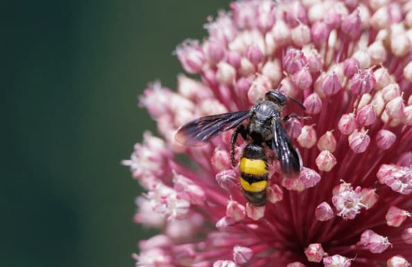 pygodasis quadrimaculata