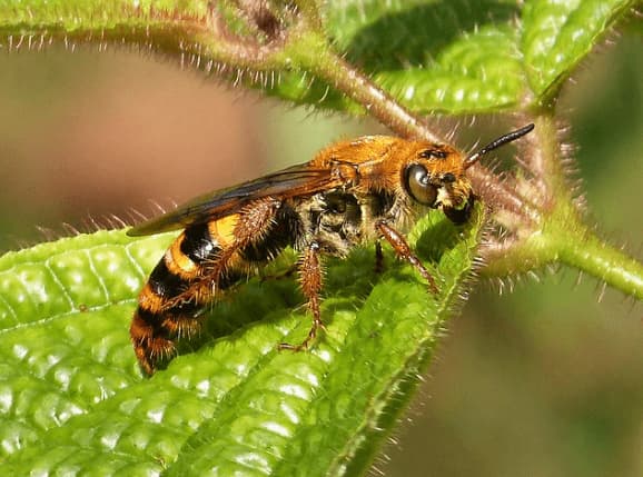 radumeris tasmaniensis