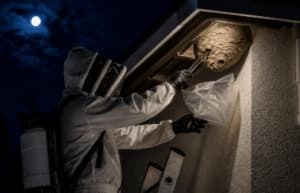 Disinfestazione vespe Varese