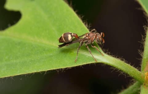 ropalidia marginata