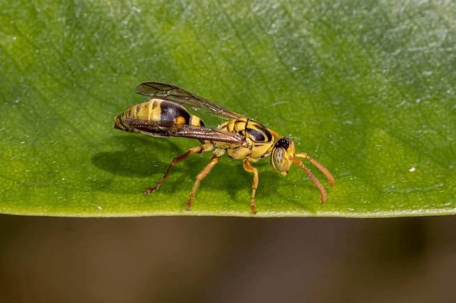 ropalidia romandi