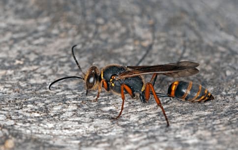 sceliphron curvatum