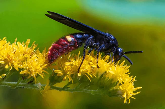 scolia dubia