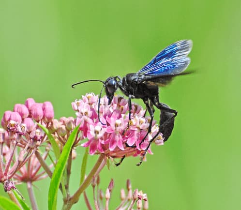 sphex pensylvanicus