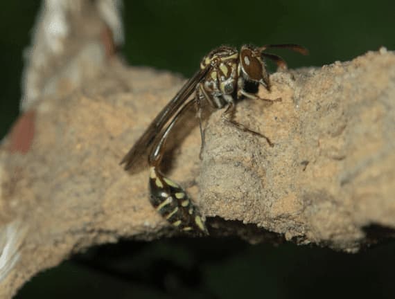 stenogastrinae