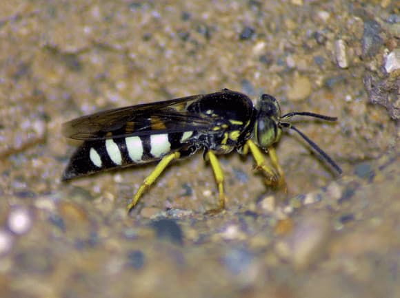 stictia carolina