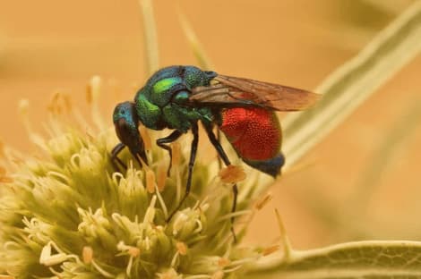 stilbum cyanurum