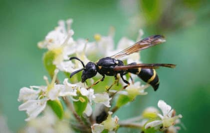 symmorphus bifasciatus