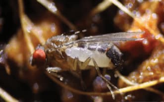 Scatto ravvicinato di un esemplare adulto di syntretus perlmani