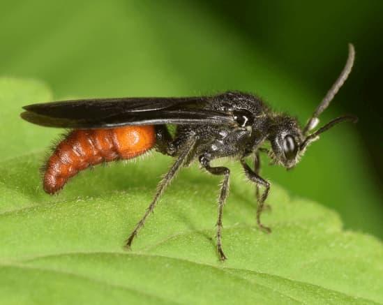 timulla vagans