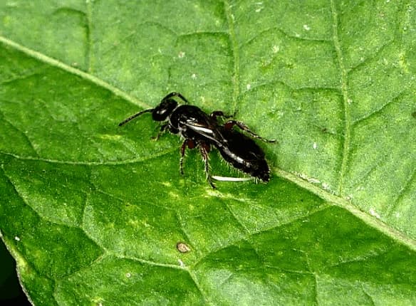 tiphia femorata