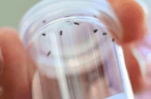 Piccoli insetti dentro contenitore trasparente