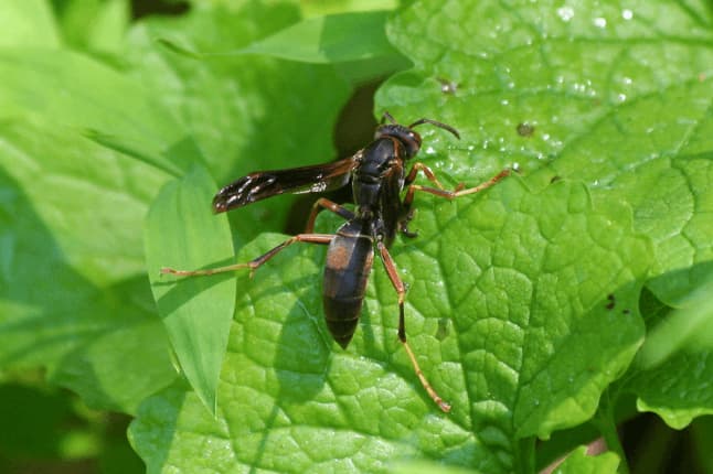 trypoxylon politum
