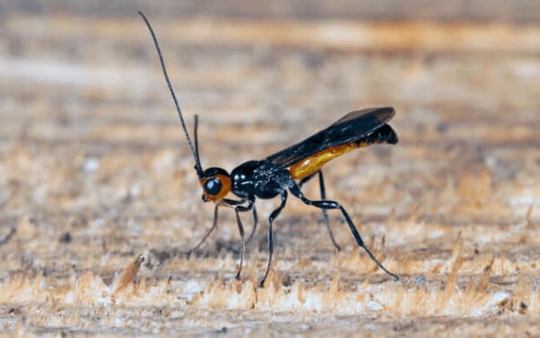 una vespa parassitoide